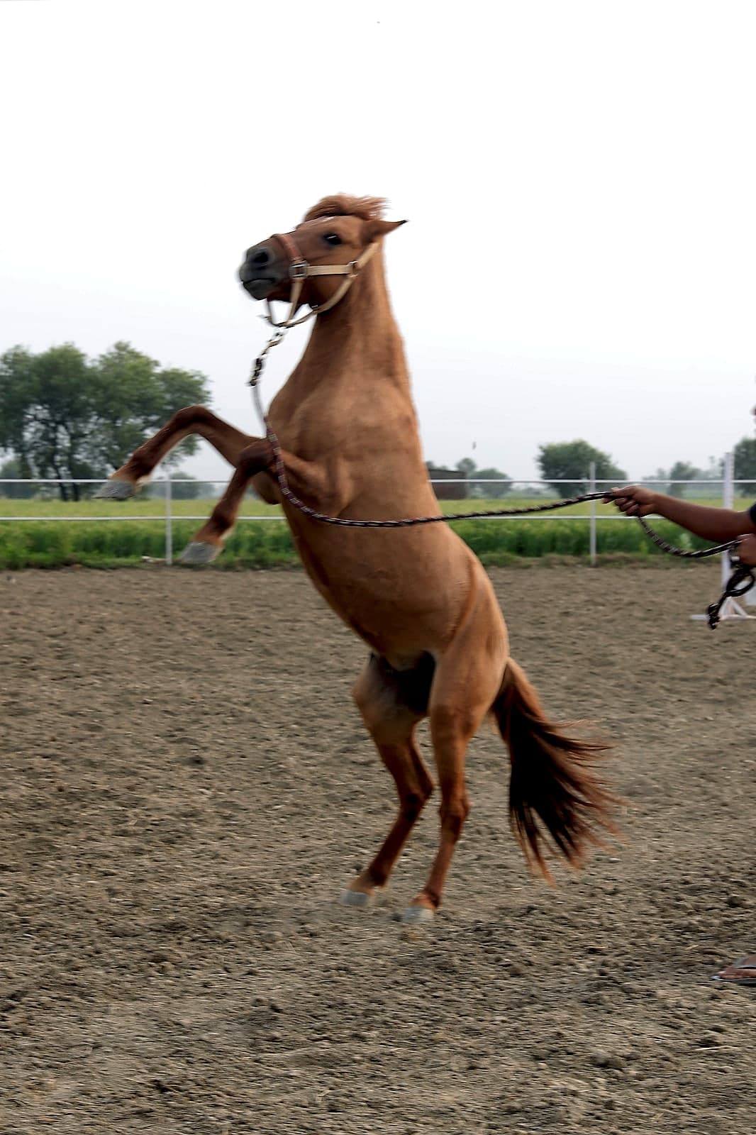 Horse Riding