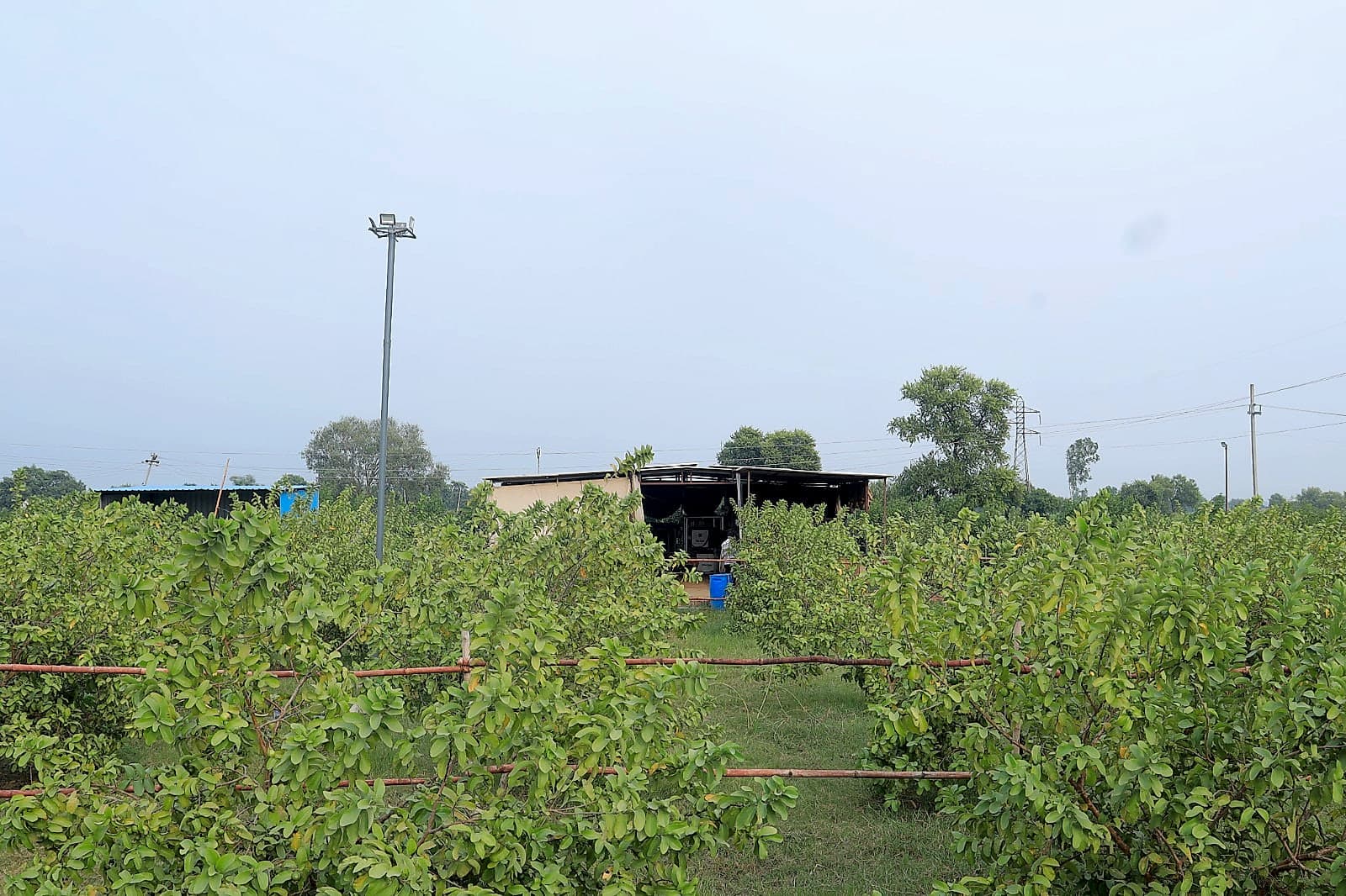 Kitchen Garden